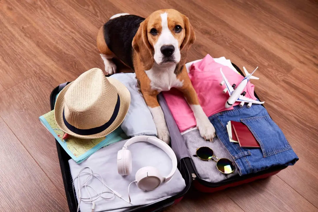 Cómo Viajar con tu Mascota de Forma Segura y Sin Estrés